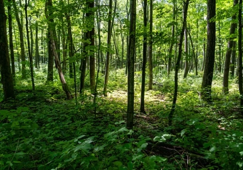 India climbs to 9th spot globally in forest area, retains 3rd rank in annual forest gain